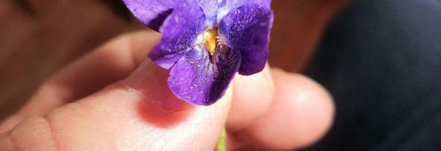 Timides violettes