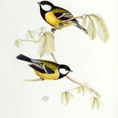 Living book nature : les oiseaux de John Gould