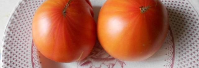 l'Ananas , la tomate ancienne apprécié du jardinier