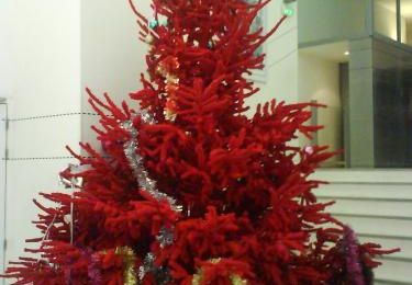 C'est noël ! 