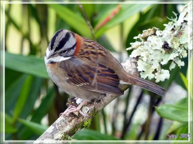 Bruant chingolo (Zonotrichia capensis) - Machu Picchu - Pérou