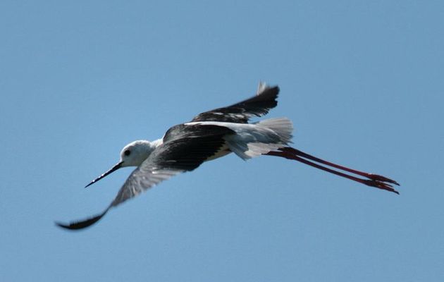 Echasse blanche en plein vol - Lileau des Niges - Ars-en-Ré - Ile de Ré - 17