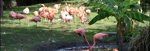 La Ménagerie, Zoo du Jardin des Plantes : Flamant rouge