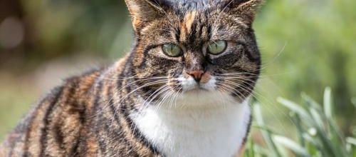 Le chat dans la gorge...
