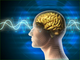 La découverte du cerveau vibratoire quantique