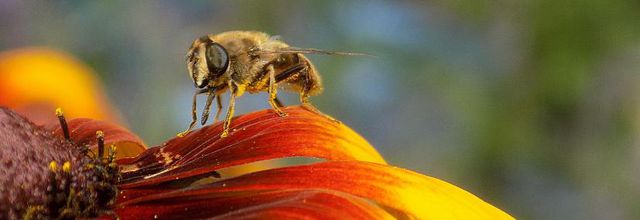 Les minuscules au jardin