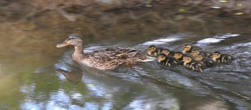 ... tous bien sages derrière maman...