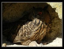 Grand-duc d'Europe - Bubo bubo