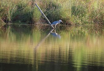 un héron et des reflets