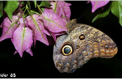Caligo (1) - Papillon Hibou
