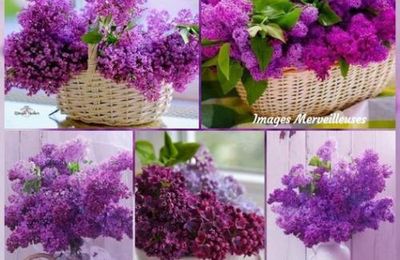Le temps du lilas est revenu