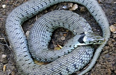 Couleuvre à collier  -  Natrix natrix