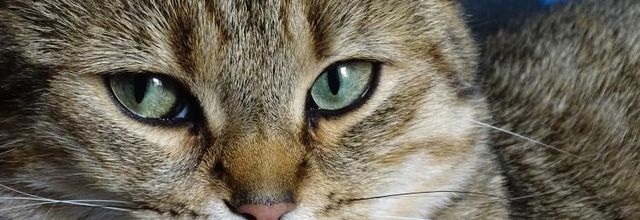 Dimanche c'est chat