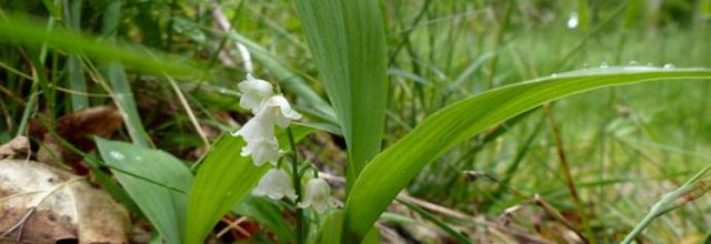 Convallaria majalis  -  muguet de mai