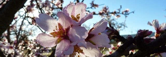 LE PRINTEMPS