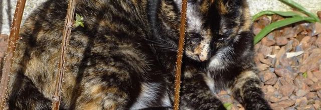 Printemps Minet