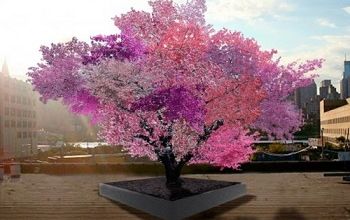 Un arbre fou ? un greffeur fou ? 