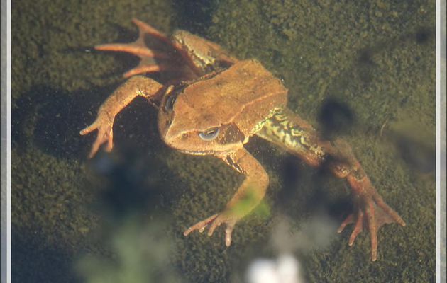 Le bain de soleil, au fond de l'eau, de la grenouille rousse - Lartigau - Milhas - 31