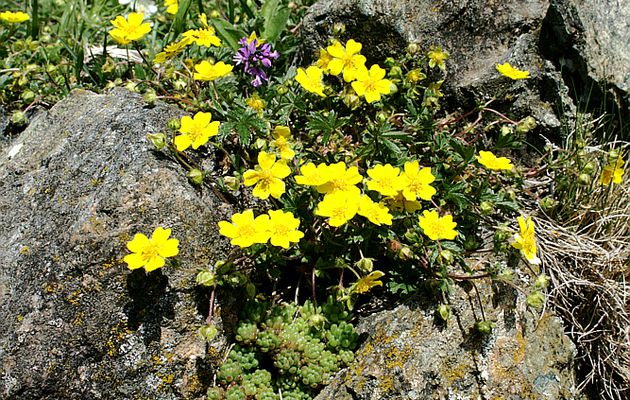 Flore des Pyrénées (Images de mon ancien blog, année 2008)