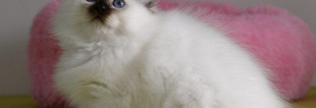 Chatons disponibles à partir du mois d’Octobre 2021
