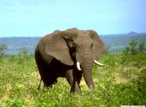 Mon Voyage en Afrique noire - 10