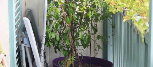 plantes
