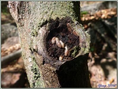 Termites dans une cicatrice de branche de cannelier - Praslin - Seychelles