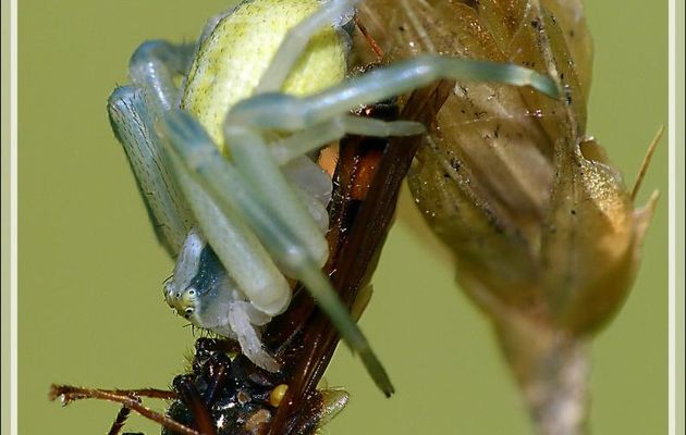 Bonne pioche pour la petite araignée-crabe Thomise - Lartigau - Milhas - 31