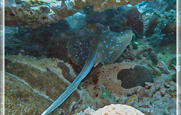 Raie pastenague à points bleus, Raie à taches bleues, Bluespotted ribbontail ray, Bluespotted stingray (Taeniura lymma) - Antsoha (Rocher 4ème Frère) - Tsarabanjina - Mitsio - Madagascar