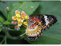 Cethosia biblis - Nymphalidae