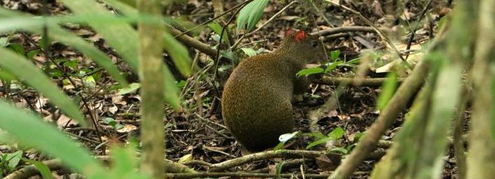 Faune du site de Tikal : singe, agouti, papillons, grenouille et lézards