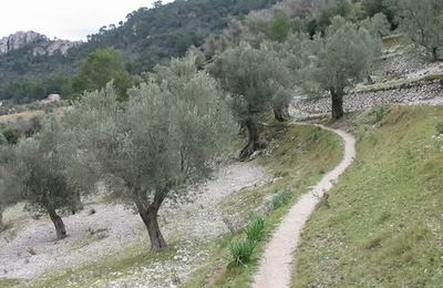 campagne majorquine - les oliviers