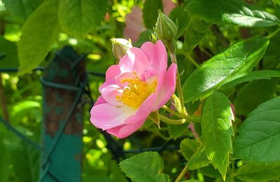 Juin 2025 : Rien que des roses