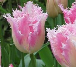 Mes tulipes pour 2021