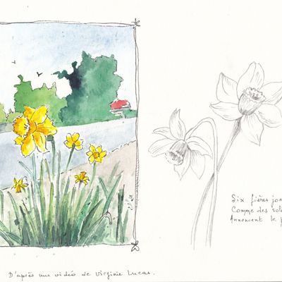 Les jonquilles, aquarelle