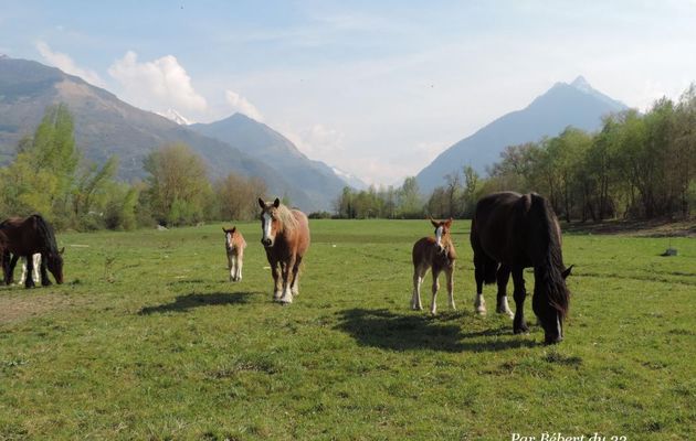 Des chevaux en familles