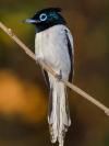 Tchitrec malgache ou Gobe-mouche de Paradis (femelle ou mâle immature), Malagasy Paradise Flycatcher  (Terpsiphone mutata) - Grande Mitsio - Madagascar