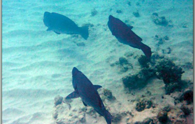 Poisson-perroquet à bosse (Bolbometopon muricatum) - Anse Soleil - Mahé - Seychelles