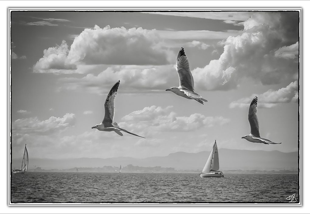04 - Oiseaux