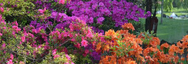 Parc Floral de Paris : Les Rhododendrons