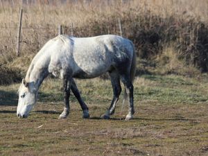 EN CAMARGUE ...