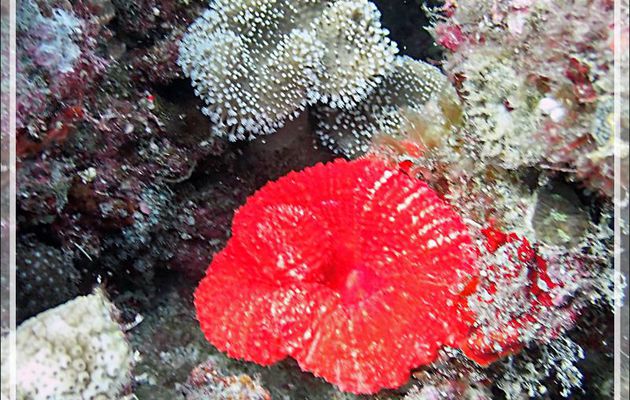 Corail lobé cactus rouge, Red Lobed cactus coral (Lobophyllia robusta) - Beangovo - Tsarabanjina - Mitsio - Madagascar