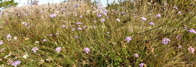 Scabiosa columbaria  -  scabieuse colombaire