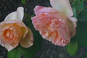 Eau de rose rafraîchissante :