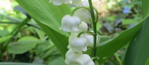 Brin de muguet