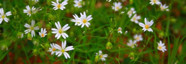 Challenge, les fleurs pour Jean-Pierre( 14 )