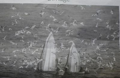 Le déjeuner des baleines en Thaïlande...