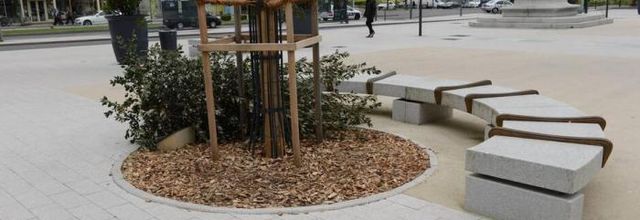 ANGERS  ET  SON  ARBRE  DE  LA  LAÏCITE