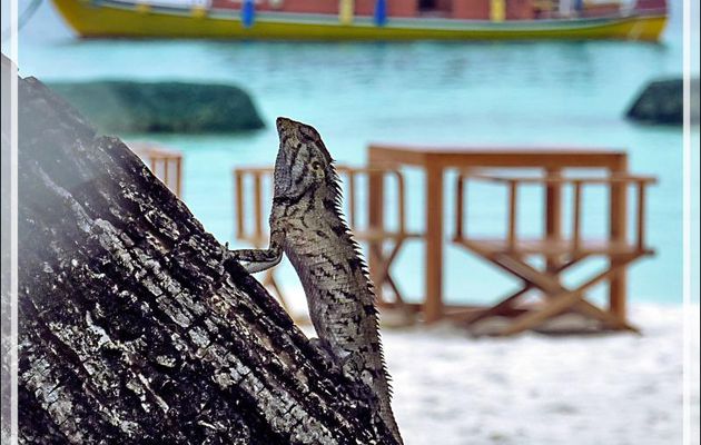 Lézard Agame arlequin, Common Garden Lizard, Bloodsucker, Changeable lizard (Calotes versicolor) - Moofushi - Atoll d'Ari - Maldives