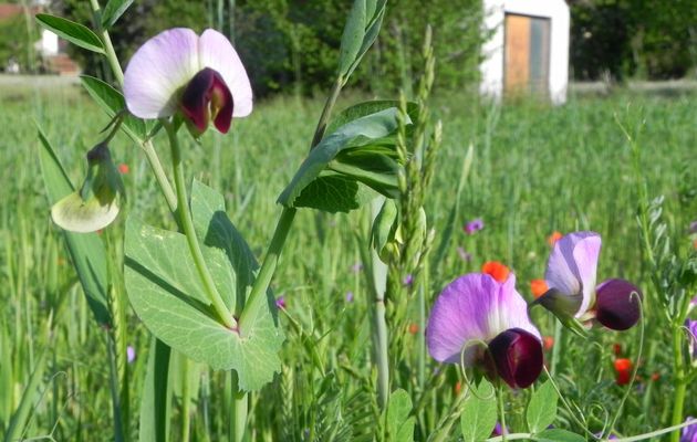 de belles fleurs